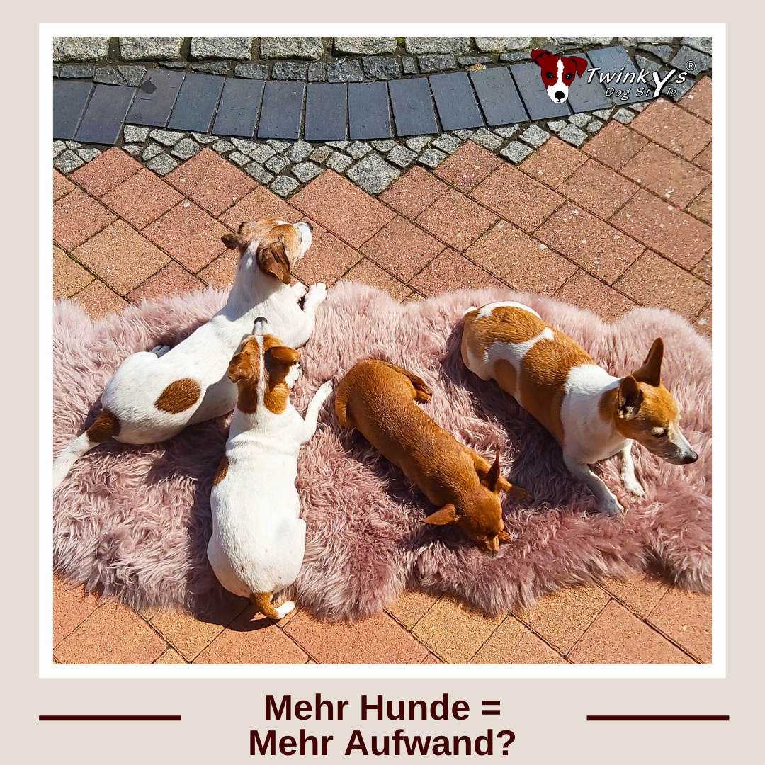 Drei Jack Russell Terrier und ein kleiner Mischlingshund liegen auf Kunstfell auf einer Steinterrasse  in der Sonne. Titelbild zu Twinkys Dog Style Magazinbeitrag zum Thema ob mehr Hunde mehr Aufwand bedeuten.