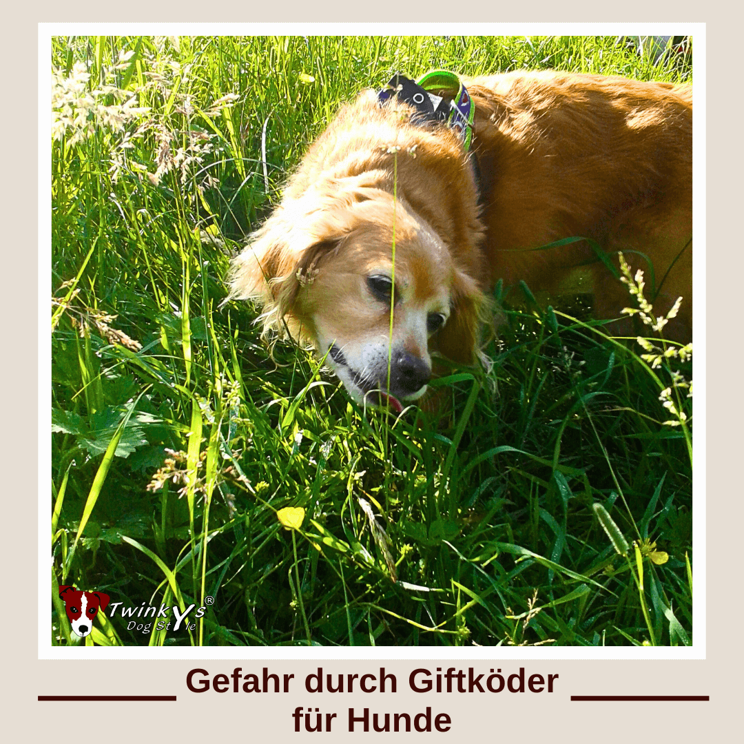 Ein Hund steht in mitten von hohem Gras und frisst etwas. Titelbild zu Magazinartikel zu dem Thema, Giftköder als Gefahr für Hunde und was es zu beachten gibt.