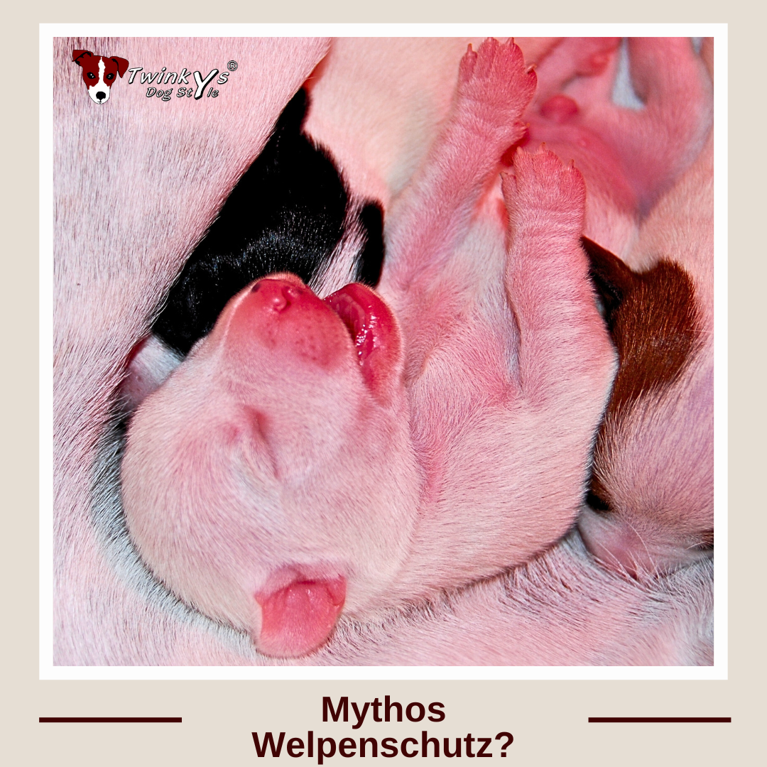Ein ganz junger Jack Russell Welpe liegt mit zwei anderen Welpen auf dem Bauch eines erwachsenen Hundes. Titelbild zu Magazin-Artikel mit dem Thema "Mythos Welpenschutz"