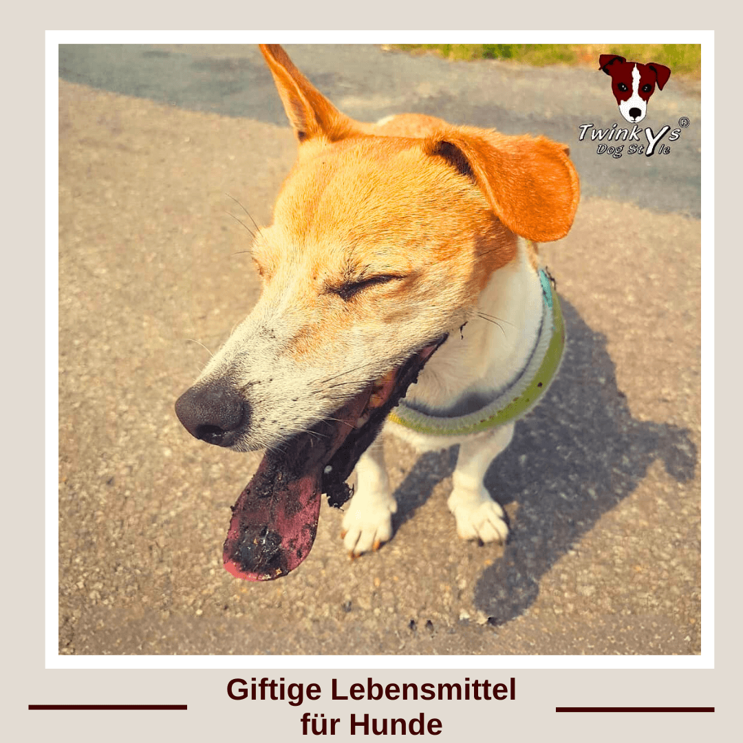 Ein Jack Russell Terrier steht mit weit geöffnetem Maul und raushängender Zunge auf einem Weg. Vorschaubild zum Magazinartikel, in dem es darum geht, welche Lebensmittel gefährlich oder giftig für den Hund sein können. 