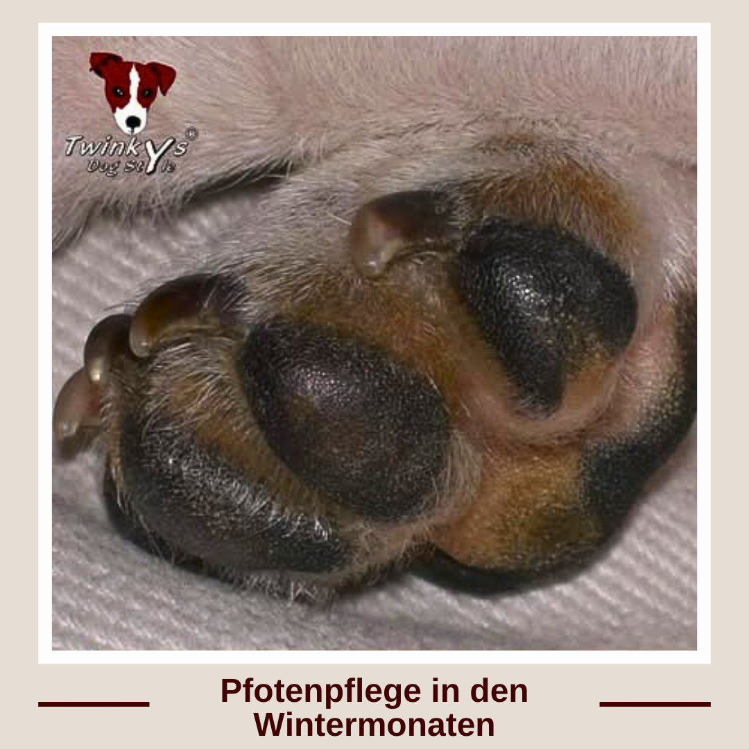Ein Bild einer Hundepfote. Titelbild zu Twinkys Dog Style Magazinartikel, in dem es um die Pflege von Hundepfoten Im Winter geht
