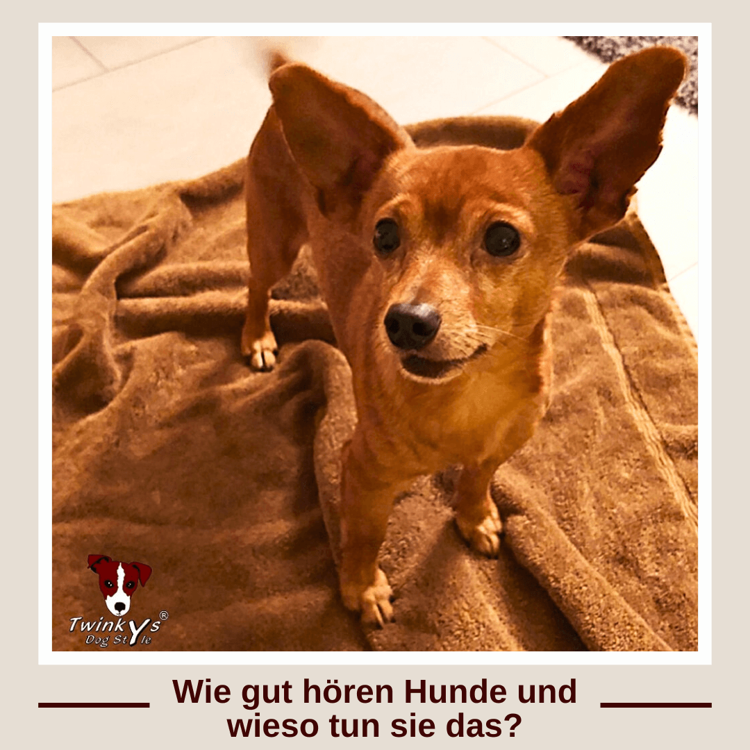 Ein kleiner brauner Hund mit großen Stehohren steht auf einem braunen Handtuch und schaut leicht seitlich am Betrachter vorbei. Vorschaubild zum Artikel bei welchem es darum geht, wie Hunde hören und warum.