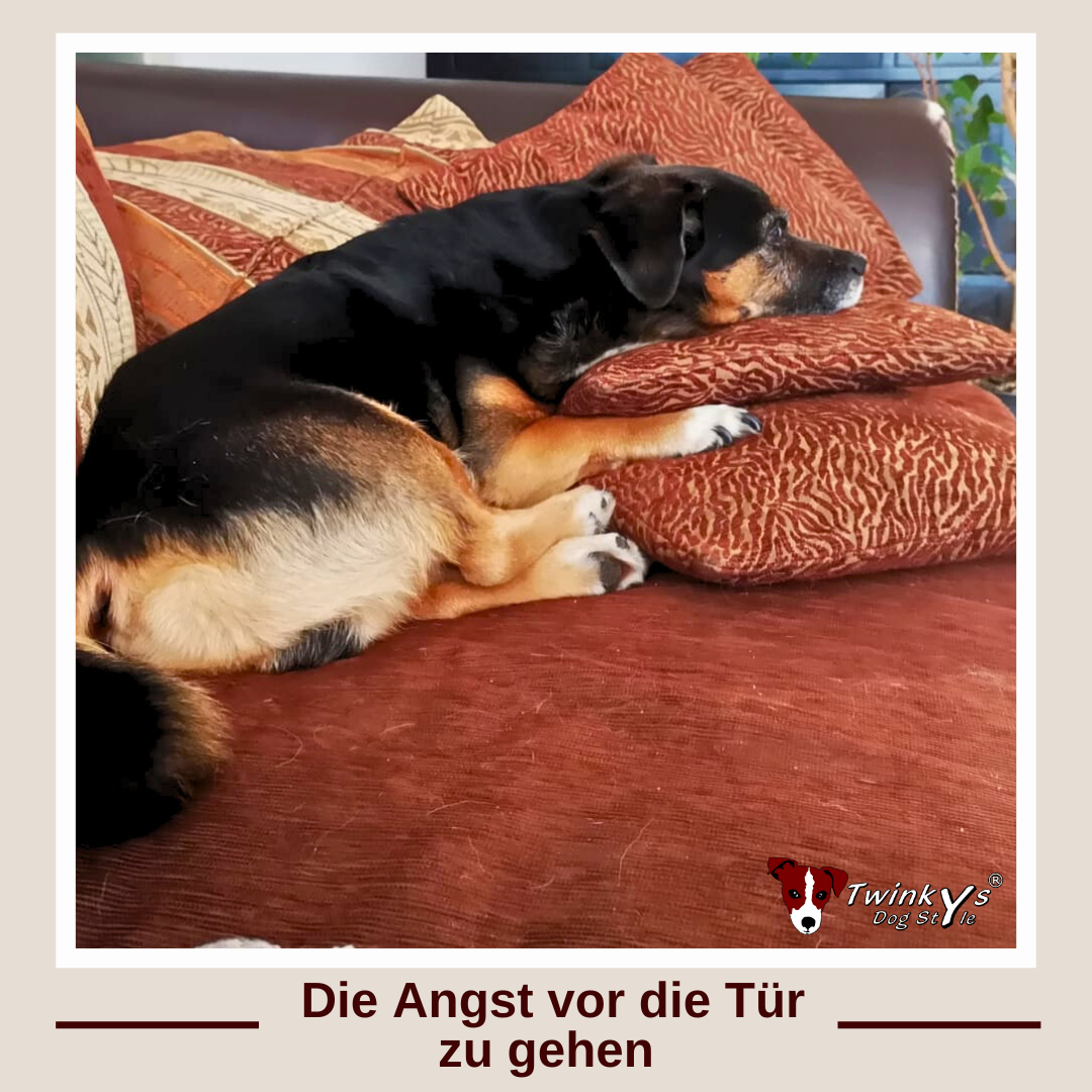 Schwarz-Brauner Mischlingshund liegt auf dem Sofa und möchte nicht raus gehen - Twinkys Dog Style Magazin Titelbild