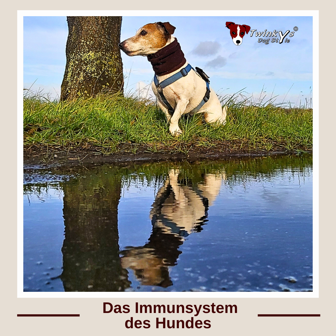 Jack Russell Terrier sitzt vor Pfütze, in dem sein Spiegelbild zu sehen ist. Titelbild zum Magazinartikel "Das Immunsystem des Hundes"